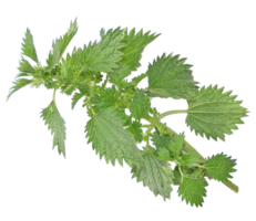 nature & nettle free transparent png image.