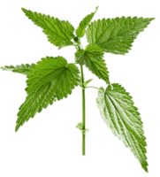 nature & nettle free transparent png image.