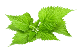 nature & nettle free transparent png image.