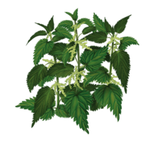 nature & nettle free transparent png image.