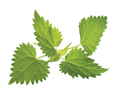 nature & Nettle free transparent png image.