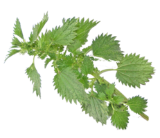 nature & Nettle free transparent png image.