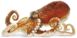 animals & Octopus free transparent png image.