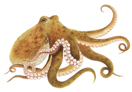 animals & Octopus free transparent png image.