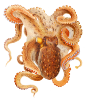 animals & Octopus free transparent png image.