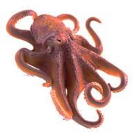 animals & Octopus free transparent png image.
