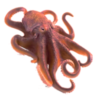 animals & octopus free transparent png image.