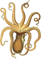 animals & Octopus free transparent png image.