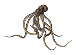 animals & octopus free transparent png image.