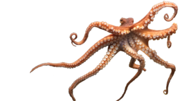 animals & Octopus free transparent png image.