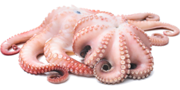 animals & octopus free transparent png image.