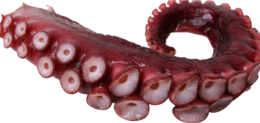 animals & octopus free transparent png image.