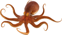 Octopus&animals png image