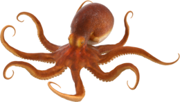 animals & Octopus free transparent png image.