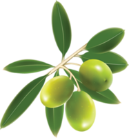 vegetables & Olives free transparent png image.