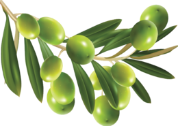 vegetables & olives free transparent png image.