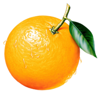 fruits & orange free transparent png image.