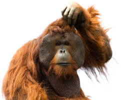 animals & orangutan free transparent png image.