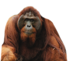 animals & Orangutan free transparent png image.