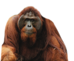 animals & orangutan free transparent png image.