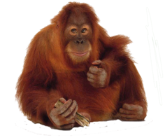 animals & Orangutan free transparent png image.