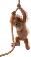 animals & Orangutan free transparent png image.