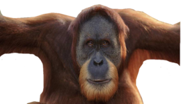 animals & Orangutan free transparent png image.