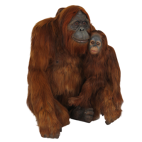 animals & orangutan free transparent png image.