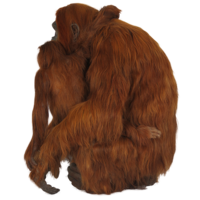 animals & Orangutan free transparent png image.