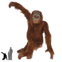 animals & orangutan free transparent png image.