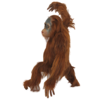 animals & Orangutan free transparent png image.