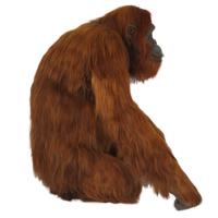 animals & orangutan free transparent png image.