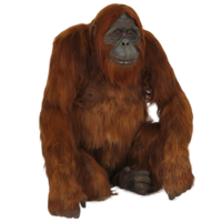 animals & Orangutan free transparent png image.