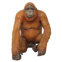 animals & orangutan free transparent png image.