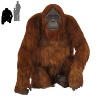 animals & Orangutan free transparent png image.