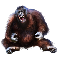 animals & orangutan free transparent png image.