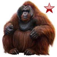 animals & Orangutan free transparent png image.