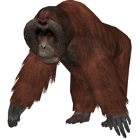 animals & Orangutan free transparent png image.