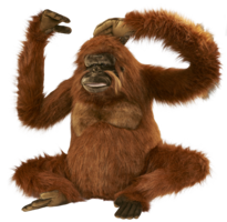 animals & orangutan free transparent png image.