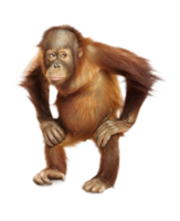 animals & orangutan free transparent png image.