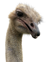 animals & Ostrich free transparent png image.