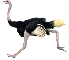 animals & Ostrich free transparent png image.