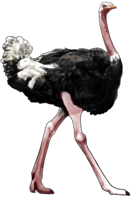 animals & Ostrich free transparent png image.