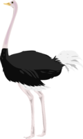 animals & Ostrich free transparent png image.