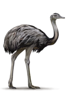 animals & Ostrich free transparent png image.