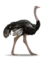 animals & Ostrich free transparent png image.