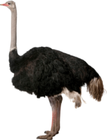 animals & Ostrich free transparent png image.