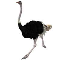 animals & ostrich free transparent png image.