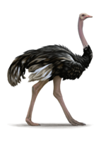 animals & ostrich free transparent png image.