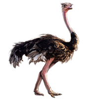 animals & ostrich free transparent png image.